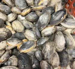 Sea Food (2)