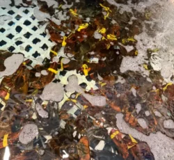 Sea Food (3)